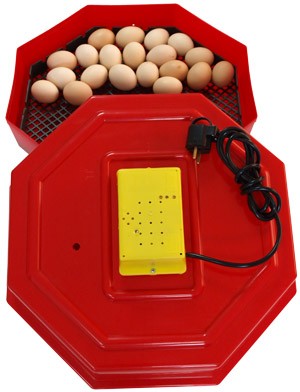 Incubator Cleo